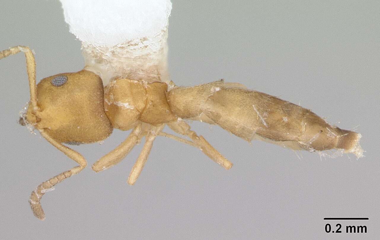 Image of <i>Brachymyrmex termitophilus</i>