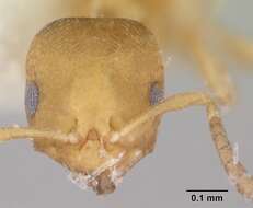 Image of <i>Brachymyrmex termitophilus</i>