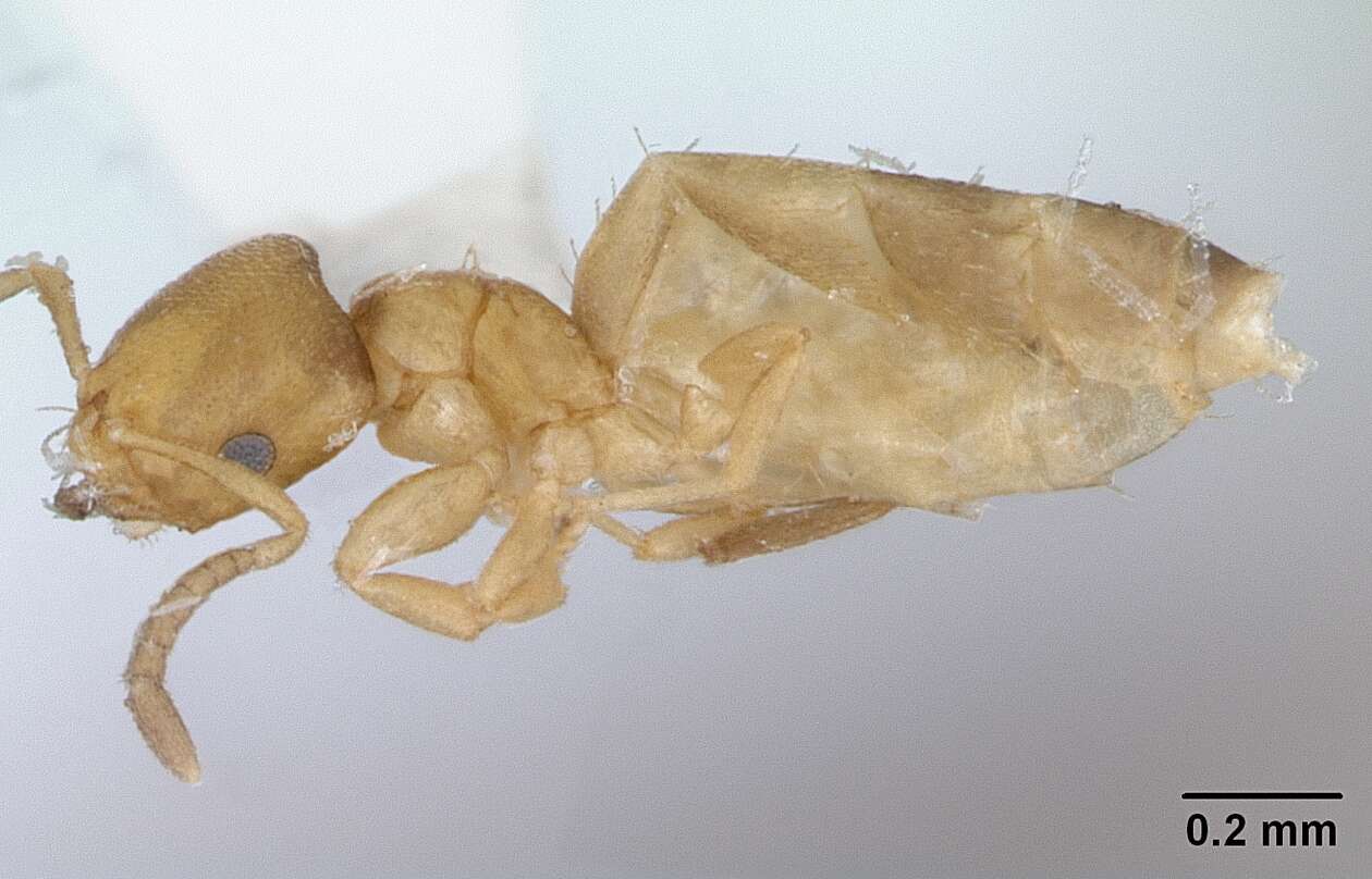 Image of <i>Brachymyrmex termitophilus</i>