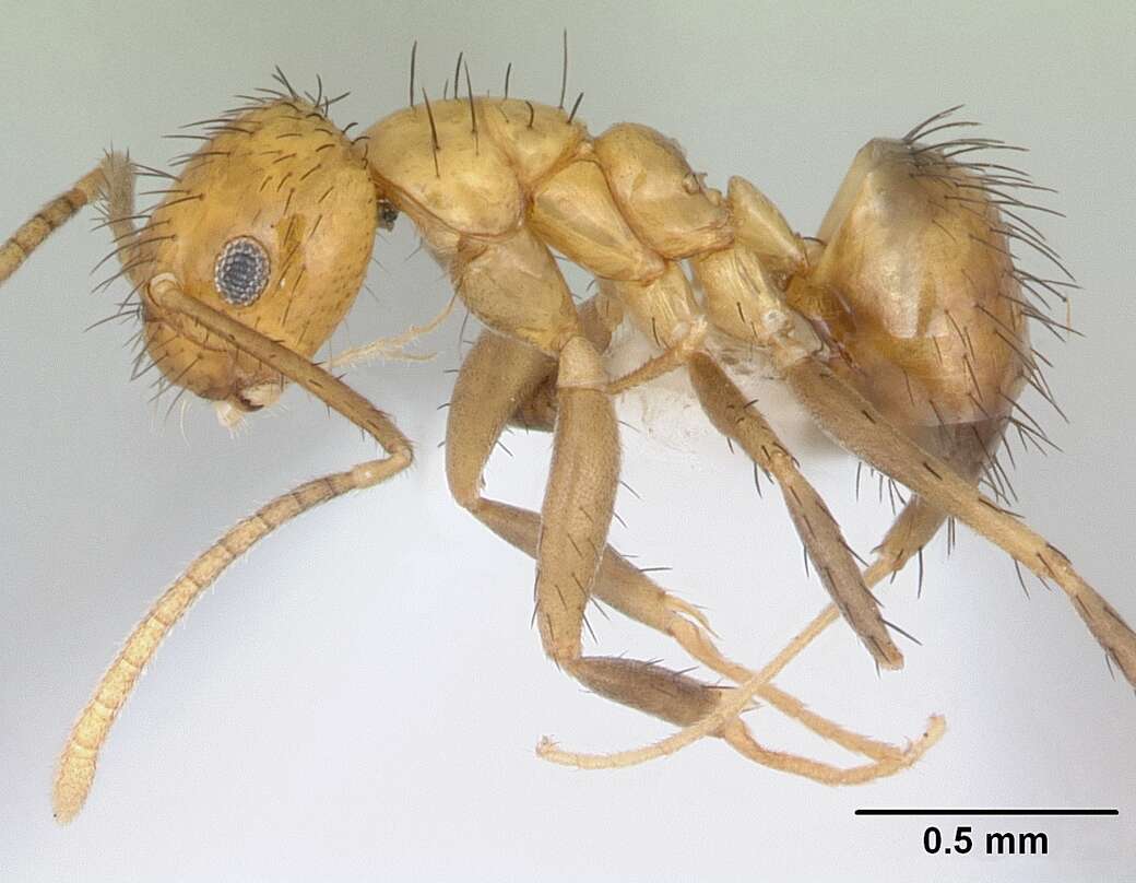 Image of Nylanderia docilis