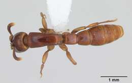 Image of Acanthostichus
