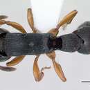 Image of Cylindromyrmex brasiliensis Emery 1901