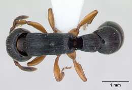 Image de Cylindromyrmex