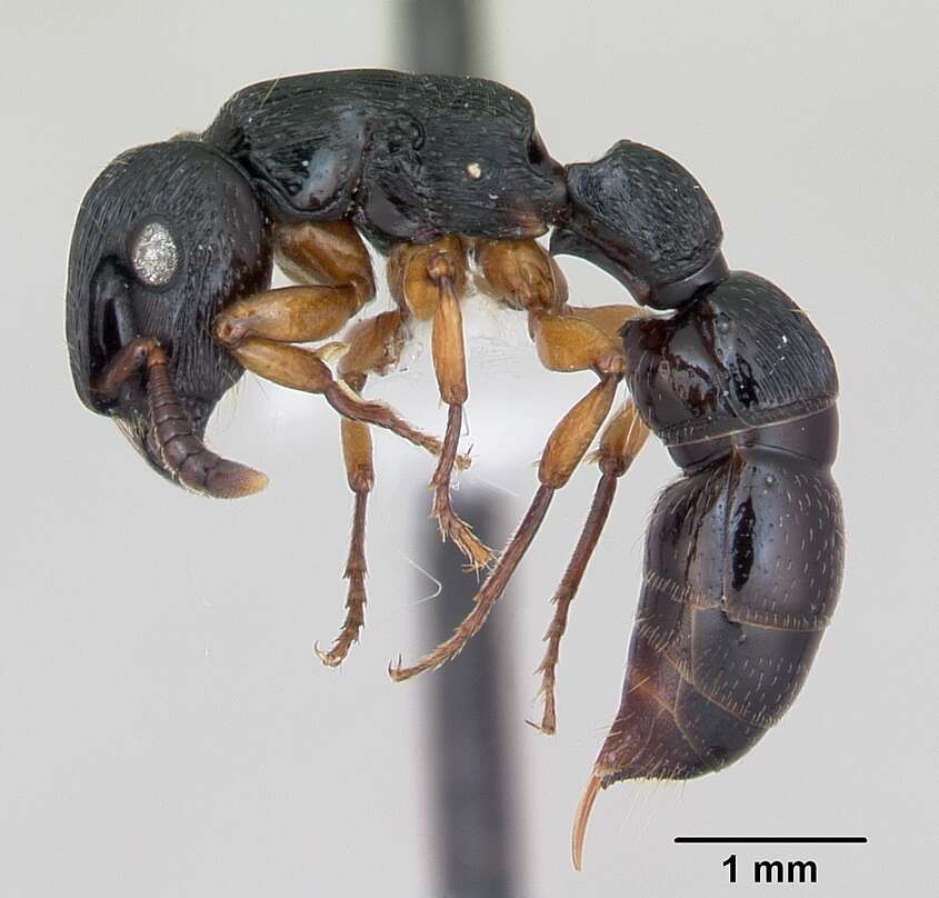 Image de Cylindromyrmex