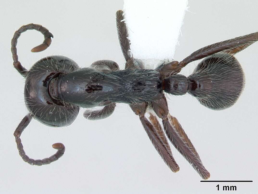 Image of Neivamyrmex pilosus (Smith 1858)