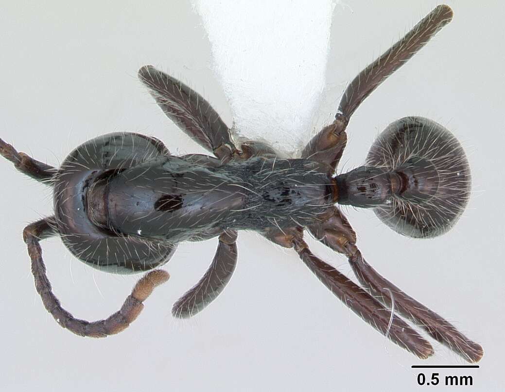 Image of Neivamyrmex pilosus (Smith 1858)