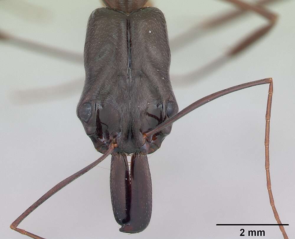 Image of Odontomachus chelifer (Latreille 1802)
