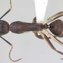 Image of Camponotus albicoxis Forel 1899