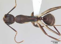 Imagem de Camponotus albicoxis Forel 1899