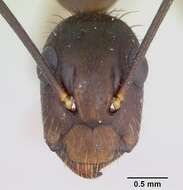 Imagem de Camponotus albicoxis Forel 1899