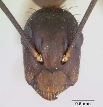 Image de Camponotus albicoxis Forel 1899