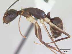 Imagem de Camponotus albicoxis Forel 1899