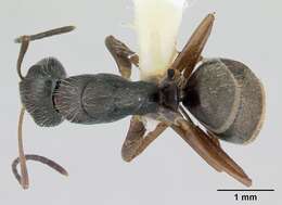 Image of Camponotus cuneidorsus Emery 1920