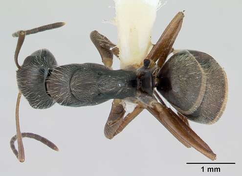 صورة Camponotus cuneidorsus Emery 1920