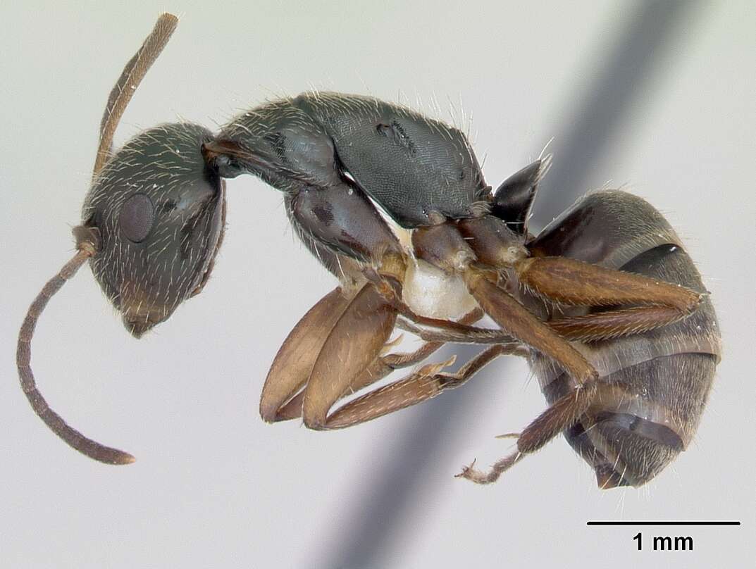 Image of Camponotus cuneidorsus Emery 1920