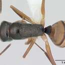 Imagem de Camponotus championi Forel 1899