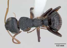 Image of Camponotus sanctaefidei Dalla Torre 1892