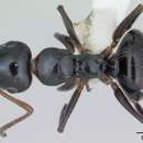 Imagem de Camponotus raphaelis Forel 1899