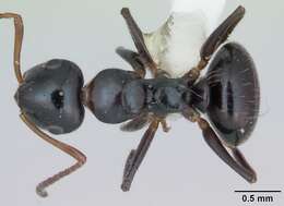 Image of Camponotus raphaelis Forel 1899