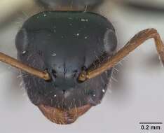 Image de Camponotus raphaelis Forel 1899