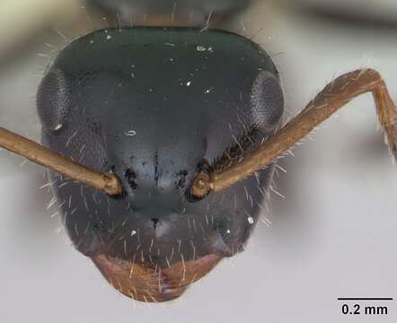 Image of Camponotus raphaelis Forel 1899