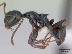 Image of Camponotus raphaelis Forel 1899