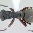 Imagem de Camponotus mucronatus Emery 1890