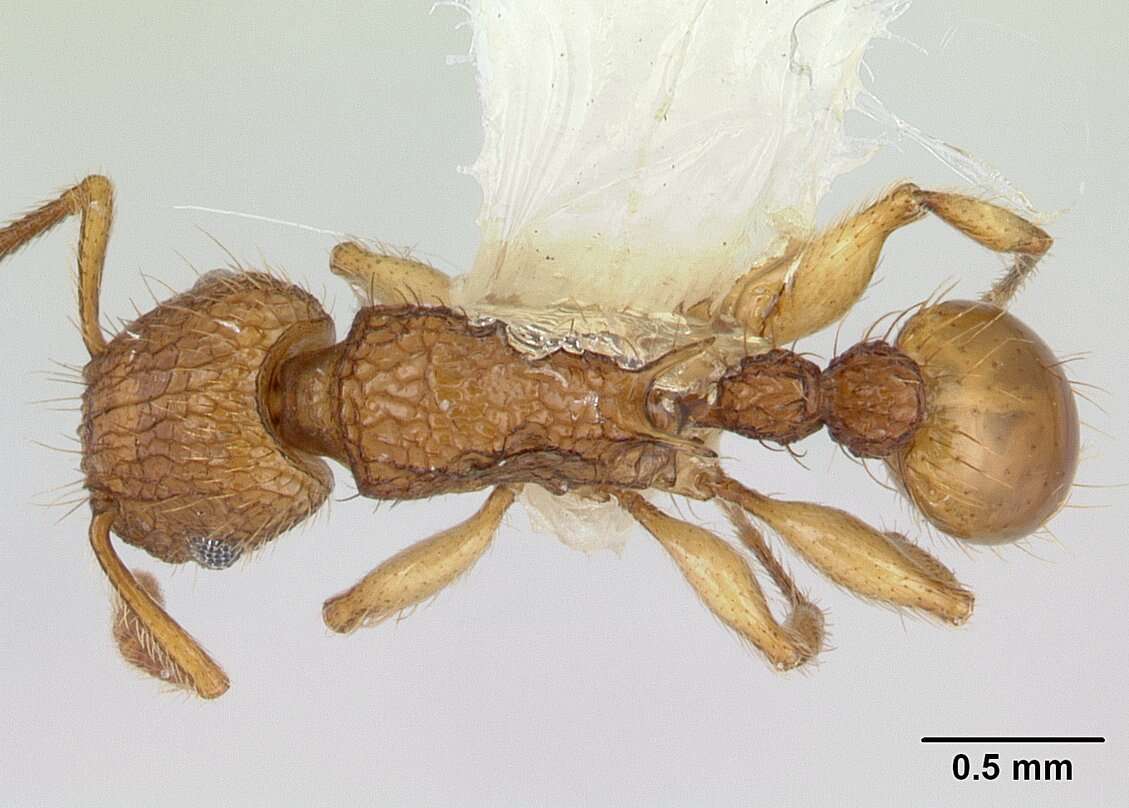 Image of Ant