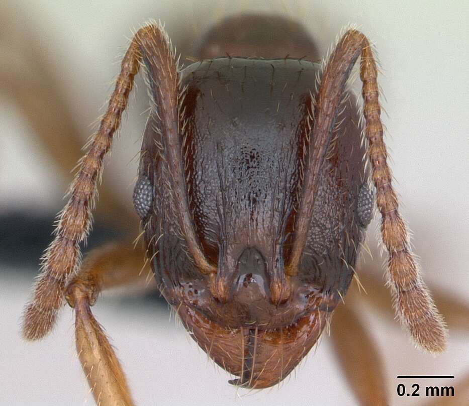 Image of Aphaenogaster subterranea (Latreille 1798)