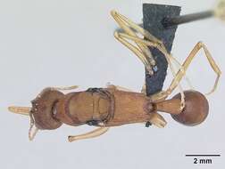 Image of Harpegnathos saltator (Jerdon 1851)