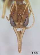 Harpegnathos saltator (Jerdon 1851) resmi