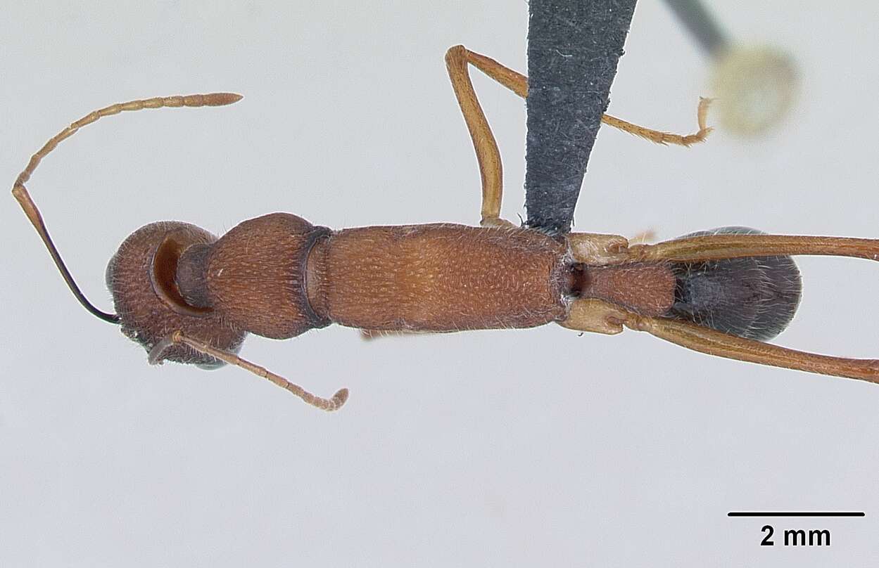 Harpegnathos saltator (Jerdon 1851) resmi