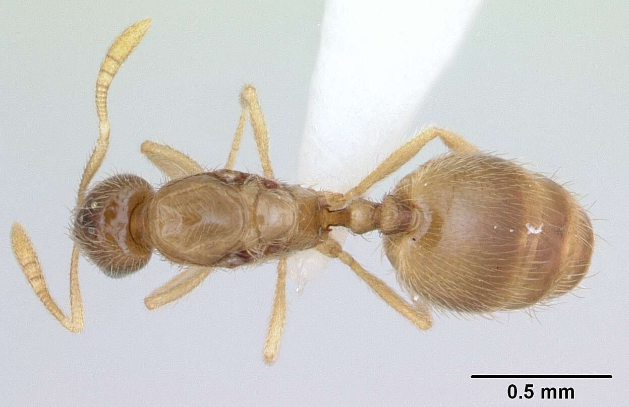 Image of Syllophopsis cryptobia