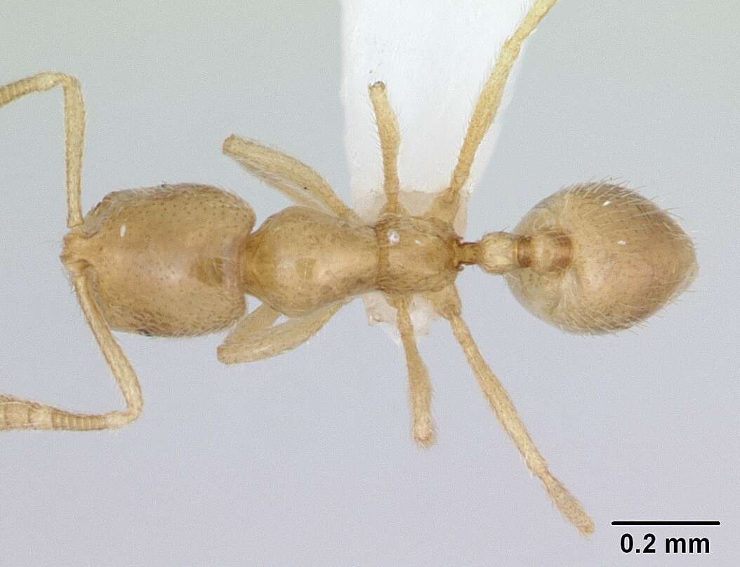 Image of Syllophopsis cryptobia