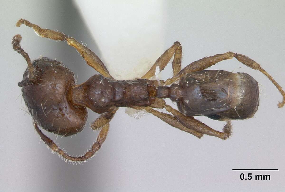 Image of Pheidole williamsi Wheeler 1919