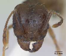 Image of Pheidole williamsi Wheeler 1919