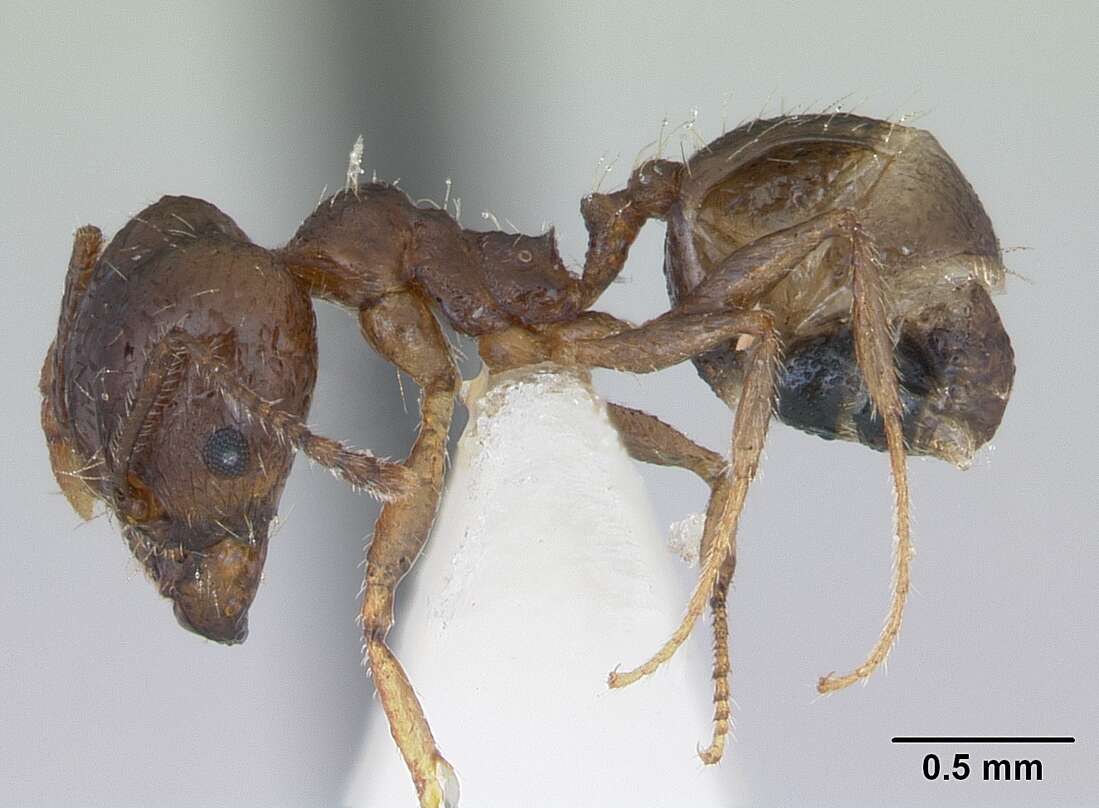 Image of Pheidole williamsi Wheeler 1919