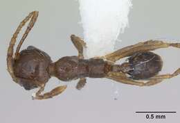 Image of Pheidole williamsi Wheeler 1919