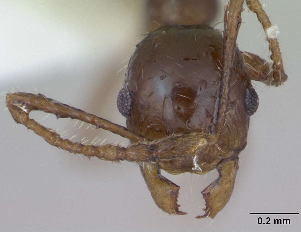 Image of Pheidole williamsi Wheeler 1919