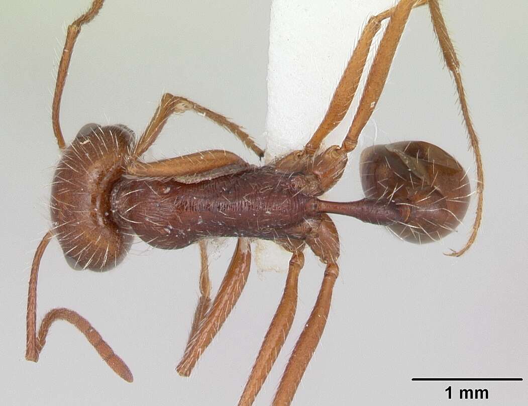 Ocymyrmex dekerus Bolton & Marsh 1989 resmi