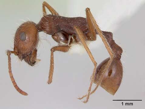 Ocymyrmex dekerus Bolton & Marsh 1989 resmi