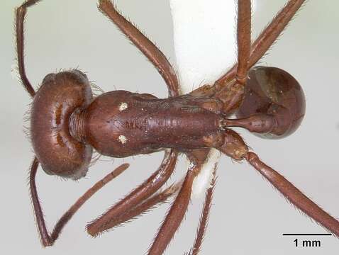 Image of Ocymyrmex ankhu Bolton 1981