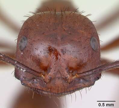 Imagem de Ocymyrmex ankhu Bolton 1981