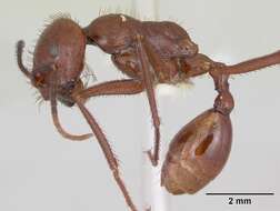 Ocymyrmex ankhu Bolton 1981 resmi