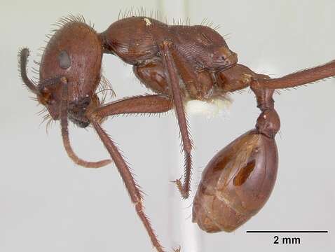 Imagem de Ocymyrmex ankhu Bolton 1981