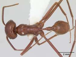 Ocymyrmex ankhu Bolton 1981 resmi