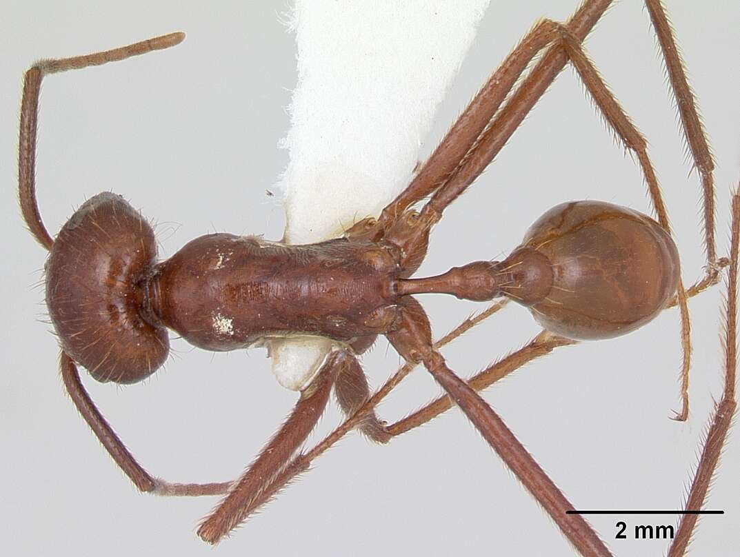 Image of Ocymyrmex ankhu Bolton 1981