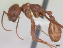 Ocymyrmex ankhu Bolton 1981 resmi