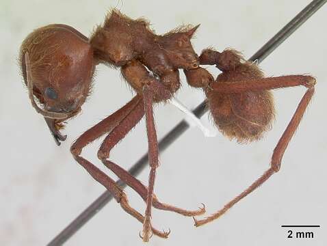 Image of leaf-cutter ants