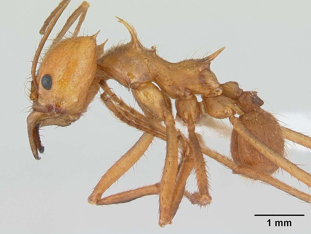 Image of leaf-cutter ants